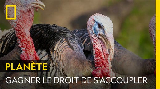 Alors qu'il s'apprêtait à s'accoupler, ce mâle a vu ses frères entraver son acte et se disputer le droit de se reproduire. Un autre dindon de la fratrie gagne ce droit, à son grand regret. | National Geographic