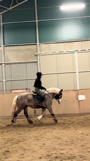 🫶 #connemara #pony #dressage #dc #fyp