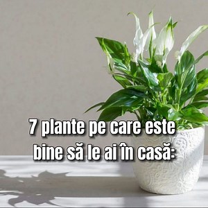 286K views · 2.3K reactions | 7 plante pe care este bine să le ai în casă: aduc norocul și fericirea | MAMA | Facebook
