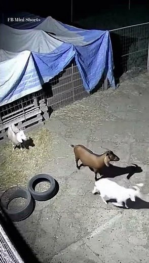 “Terrifying Creature Attack on Goats Caught on CCTV | Unexpected Night Encounter!”