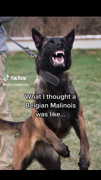 Special Malinois: A Look at Belgian Shepherds