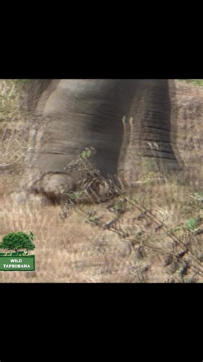 Treatment injured elephant | P S - Reptile and Wildlife