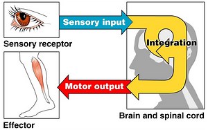 A Deeper Look Into Addressing Sensors Mis-Adjustments