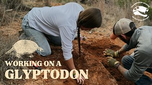 33 reactions · 3 comments | WMNH Paleontologists are working on a NEW Glyptodon partial armor plate. | Whiteside Museum of Natural History | Facebook