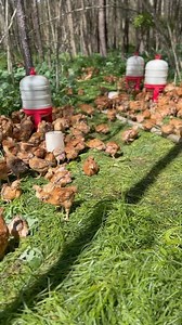 99K views · 4.8K reactions | How do we move 700 Freedom Rangers out...