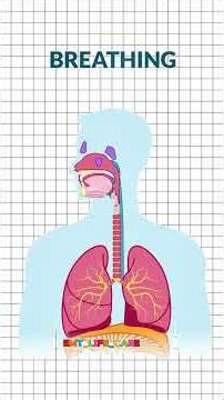 Breathing (inhaling and Exhaling) #anatomy