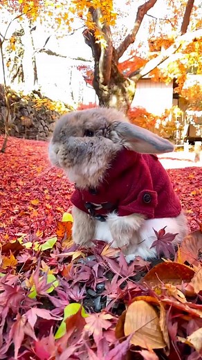 Head banging bunny🐰🎸 ヘドバンぴこぴこ🎸 お耳がとっちらかってる🐰 | PuiPui the bunny／たれ耳うさぎのぷいぷい