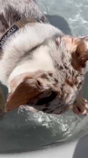 Bone Pool Bliss 🦴💦 I’m Stella… and THIS is my happy place! 💃🏼💧 I don’t know who made this magical bone-shaped pool, but I owe them treats for life. I splash, I spin, I zoom—I’m basically a water queen. 👑💦 Nothing beats play yard time at Kamp when there’s sunshine and a pool made just for pups like me. Now if you’ll excuse me… CANNONBALL! 🐾 #K9KampDogs #PlayYardThursday #FrenchieFun #BonePoolParty #HappyPup #WaterZoomies | K9 Kamp Dog Training