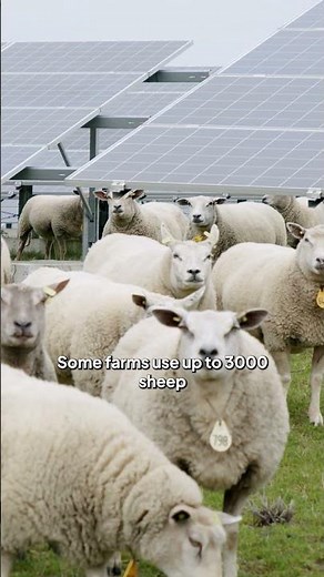 Agrivoltaics: sheep and solar grazing