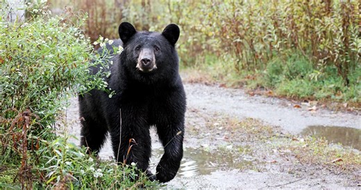 Bears have lost their fear of humans in New Hampshire's White Mountains, Forest Service says