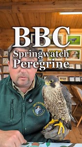 the BBC have a show called Springwatch, which episode 9 featured wild peregrine's. unfortunately there was some damaging statements which will do more harm than good. #bbc #springwatch #peregrine #falcon #birdsofprey #falconry | SMJ Falconry