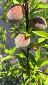 Fruit cocktail tree update #danielfamilygarden #growyourownfood #healthy #plantsmakepeoplehappy #gardening #growyourown #garden #plantbased #plants #plantlife #peach | Daniel Family Garden