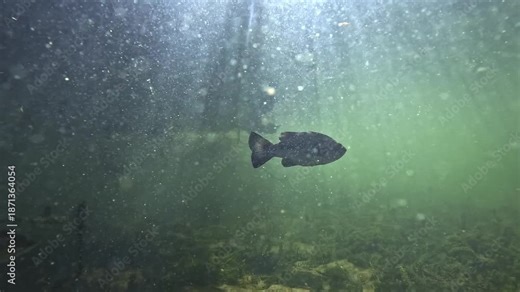 Underwater view of a black bass pair – Micropterus salmoides – swimming across an open area as sun rays burst beneath the lake surface, creating a bright and atmospheric freshwater scene.