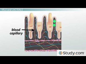 Small Intestine Nutrient Absorption and Role In Digestion