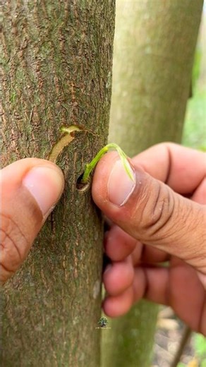 beautiful grafting nature in the morning 🌱#grafting #garden #nature #plants #craft #diy #tree