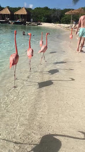 Explore the 30-Minute Flight from Curacao to Aruba