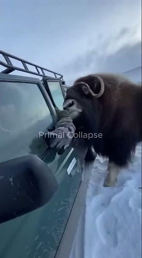 Musk Ox Charges on Frozen Arctic Plains | Extreme Survival Moment