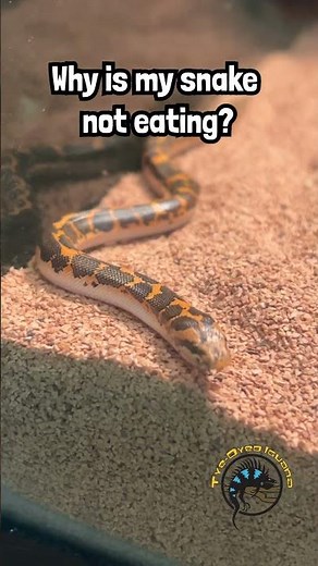 Why is my snake not eating? #snake #reptiles #snakes #python #advice #care #boa #pets #cuteanimals