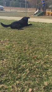 Community Animal Rescue & Adoption - CARA on Reels | Facebook