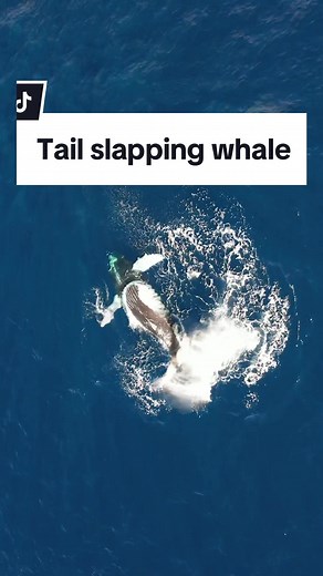 This Humpback Whale season in Hawaii has been phenomenal & getting to see a variety of behaviors from the drone has been such a unique way to view them! 🐋💦 #humpbackwhales #whalewatching #hawaii #tailslapping #humpbackwhale #ocean