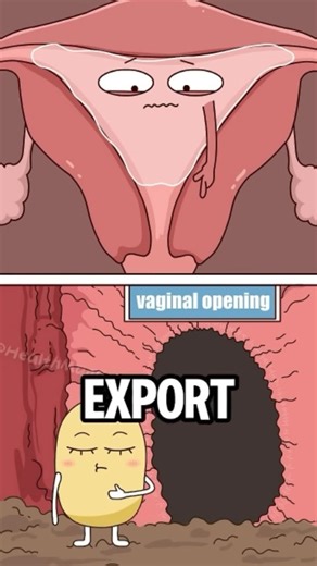 Health | Animation | Body | on Instagram: "Ever experienced a "sound" from below? 💨🤔 It’s more common than you think! What you’re hearing is called Vaginal Flatulence (or a "queef"). Unlike a regular fart, this isn't about digestion—it's just trapped air escaping! Why does it happen? Air Entry: Certain movements or activities can push air into the vaginal canal. Muscle Laxity: Factors like childbirth can sometimes loosen the vaginal opening, allowing air to enter and exit more easily. Natural 