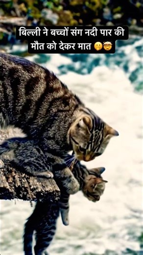 AI is still Learning | Mom Cat’s Heroic River Rescue 🐱💪 #CatFood