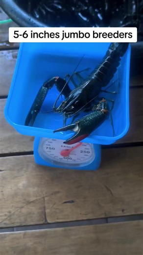 JMC CRAYFISH FARM on TikTok