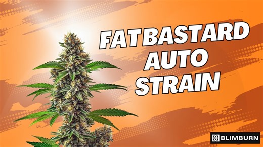 FAT BASTARD AUTO STRAIN