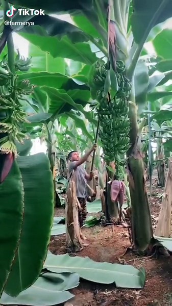 Optimizing Banana Plantation: Improve Ventilation and Sunlight