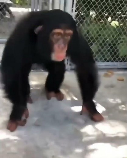 monke