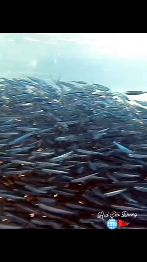 ✨ Cool shallow dive with a shimmering school of sardines at Lighthouse dive site in Dahab! Perfect for all levels — calm waters, lots of fish, and unforgettable moments. 🌊 Join us for daily dives and discover Dahab’s magic. #sardines #Dahab #Diving #shallow #redsea #ScubaAdventure #DiveWithUs #UnderwaterWorld #fundive #sardinerun | Red Sea Diving