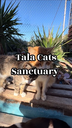 4.2K views · 48K reactions | Come visit us at Tala Cats, we are located in Tala, Paphos. We have over 800 fur babies that love seeing new people and are all in need of some extra TLC ❤️ Igoumenou Leontiou Avenue, Tala, Paphos, 8577, Cyprus Get in touch for more details:  info@talacats.com  99 253430 | Tala Cats | Facebook