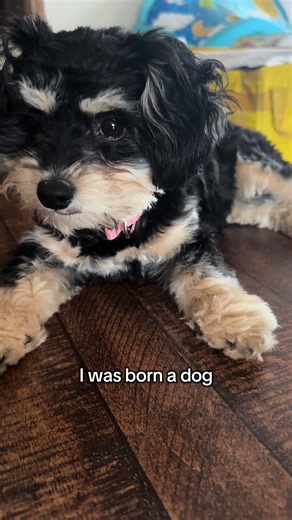 Meet Ellie: The Sweetest Shih Poos Puppy Ever