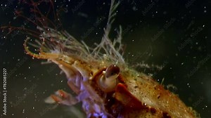 Close-up of crab head in Barents Sea. Head, eyes, mouth and other details of anatomical features of sea crab.