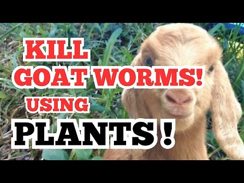We Used PLANTS as a NATURAL GOAT DEWORMER| Pagpupurga ng kambing