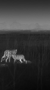 20K views · 234 reactions | Pobe and cubs face a threat in the night – a leopard wants their kill. But Pobe’s priority is her cub’s safety. Watch the first two episodes of #BigCatsPBS Season 2 now on the PBS app! | PBS | Facebook