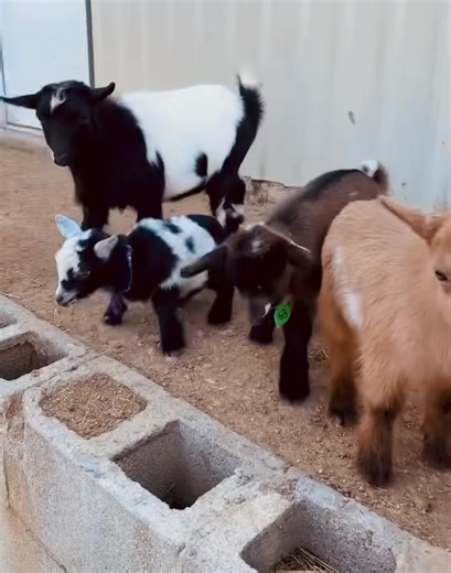 These babies need bottle feeding! You need more joy! Let’s fix both this weekend! 🍼 NEW: Bottle Feeding Experience Meet, cuddle, and help feed our baby goats during Open Farm! | Cathy's Critters - Hands On Humane Education Farm