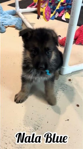 Nala's 7 Weeks Blue Collar Male Playtime #puppy #germanshepherd