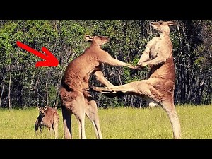 KANGAROO MATING