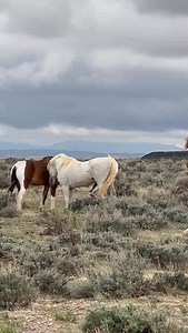 A couple of flirts! Boreal (gray) was definitely showing interest in one of Splash’s young mares, Juniper. Garth was also interested in Juniper until Splaash put a stop to it and quickly brought Juniper to the safety of his band. Out of the four McCullough Peaks wild horses, in this video, only one remains free, Splaash. All round ups are heartbreaking, but this particular round up broke our hearts. I want to thank those that gave each one of the McCullough Peaks horses a good home, you’re appre