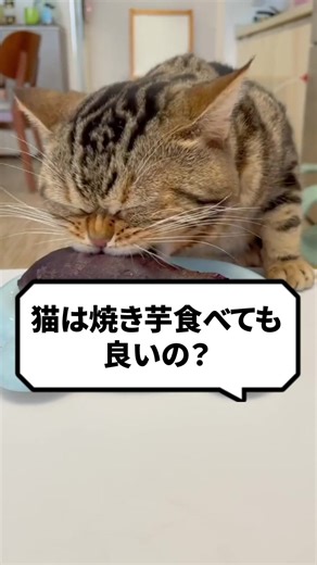 猫の食事に関する豆知識と注意点