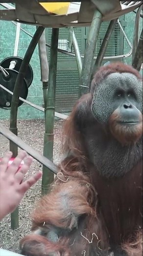 Monkey Reacts to Magic Trick 😂