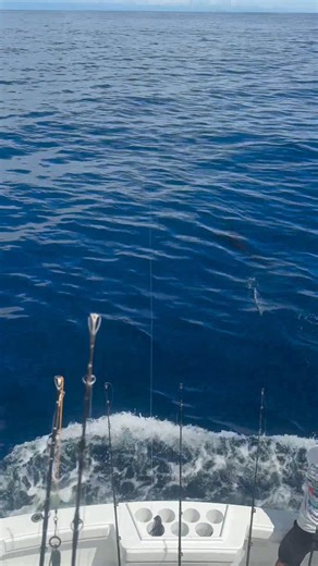 Los Suenos, CR - Epic released a Blue Marlin and 19 Sailfish. | Billfish Report