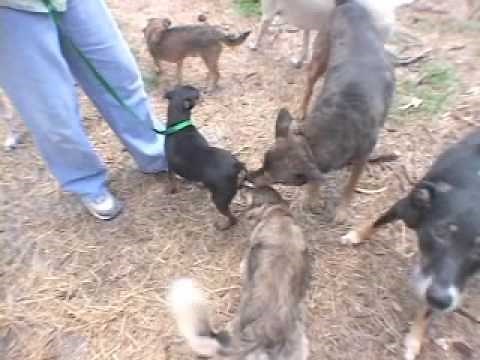 "I'm Alive" puppy mill documentary FULL VERSION