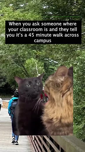 But its a walk through the forest! 🥴 #ucsc #ucsantacruz #fyp #foryourpage #college #collegelife #collegetok #collegetoks #walking #santacruz