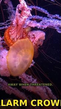 This Deep Sea Creature Creates Its Own Galaxy 🌌