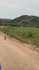 485K views · 5.6K reactions |  Cheetah Meets Serval Cat: A Rare...