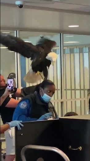 WATCH: Bald eagle goes through the TSA line at Charlotte airport #shorts