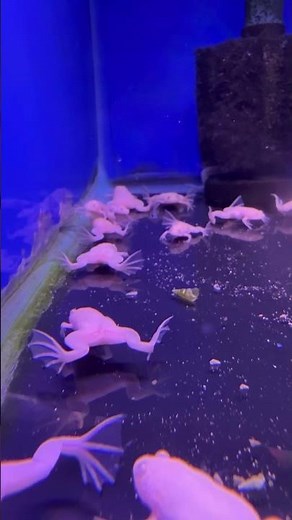 Albino African Clawed Frogs #frog #aquarium #fish #fishtank #tropicalfish #freshwater #aquatic