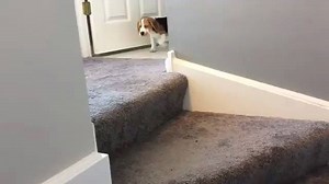 130K views · 1K shares | How to go down stairs? IG: oliverthebeagle | Beagles For Life | Facebook